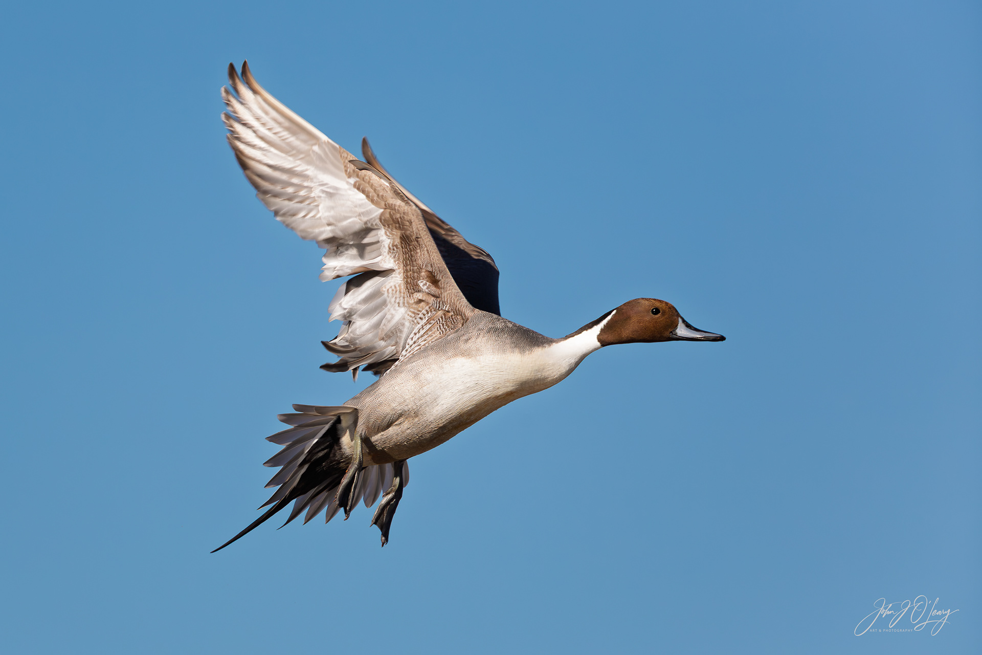 PINTAIL DRAKE IN FLIGHT - ARIZONA