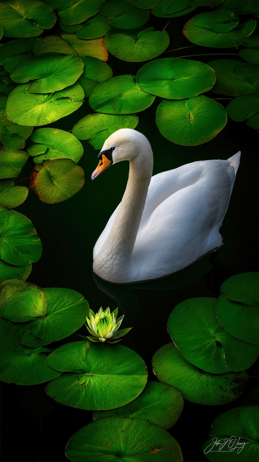 WHITE SWAN ON LILY POND