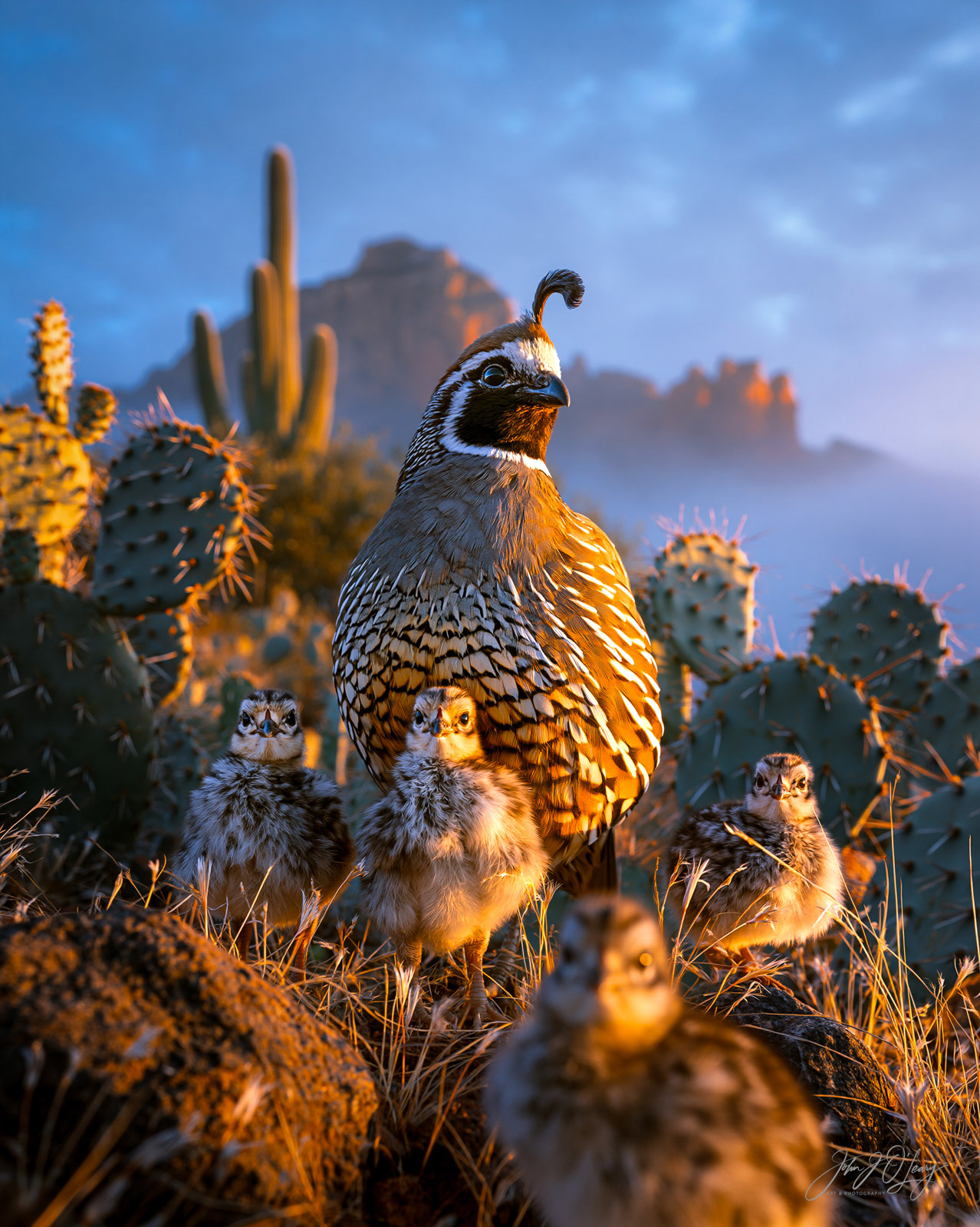 DESERT QUAIL FAMILY