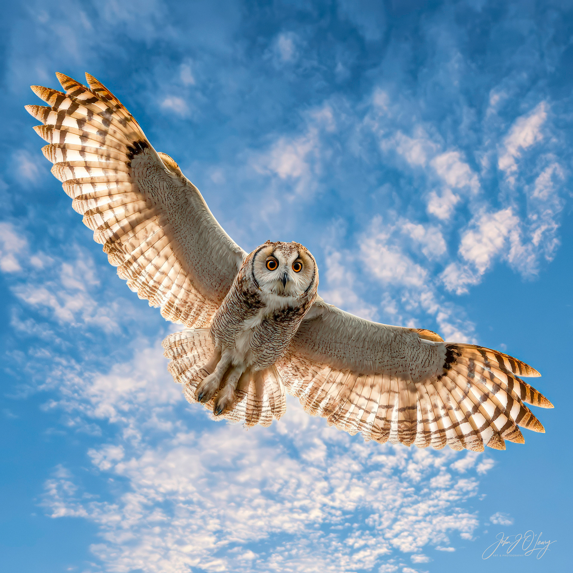 SNOWY OWL LOOKING AT YOU