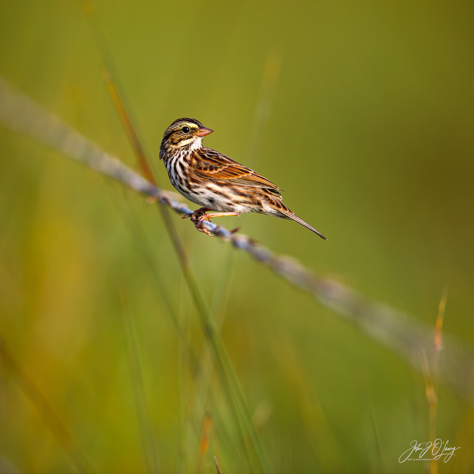 SAVANNAH SPARROW ON BARBED WIRE | COLORADO