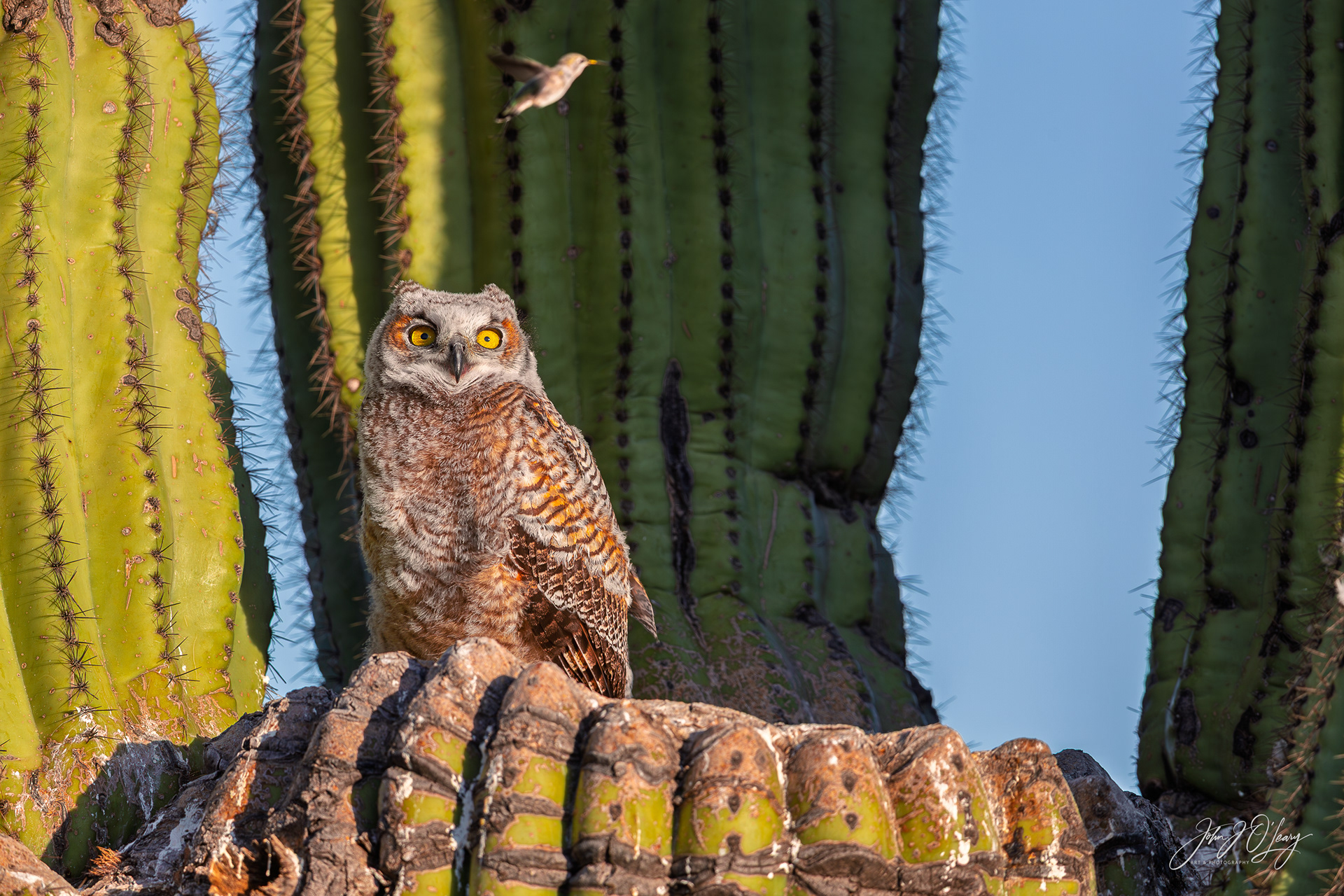 OWL CHICK AND HUMMINGBIRD - ARIZONA