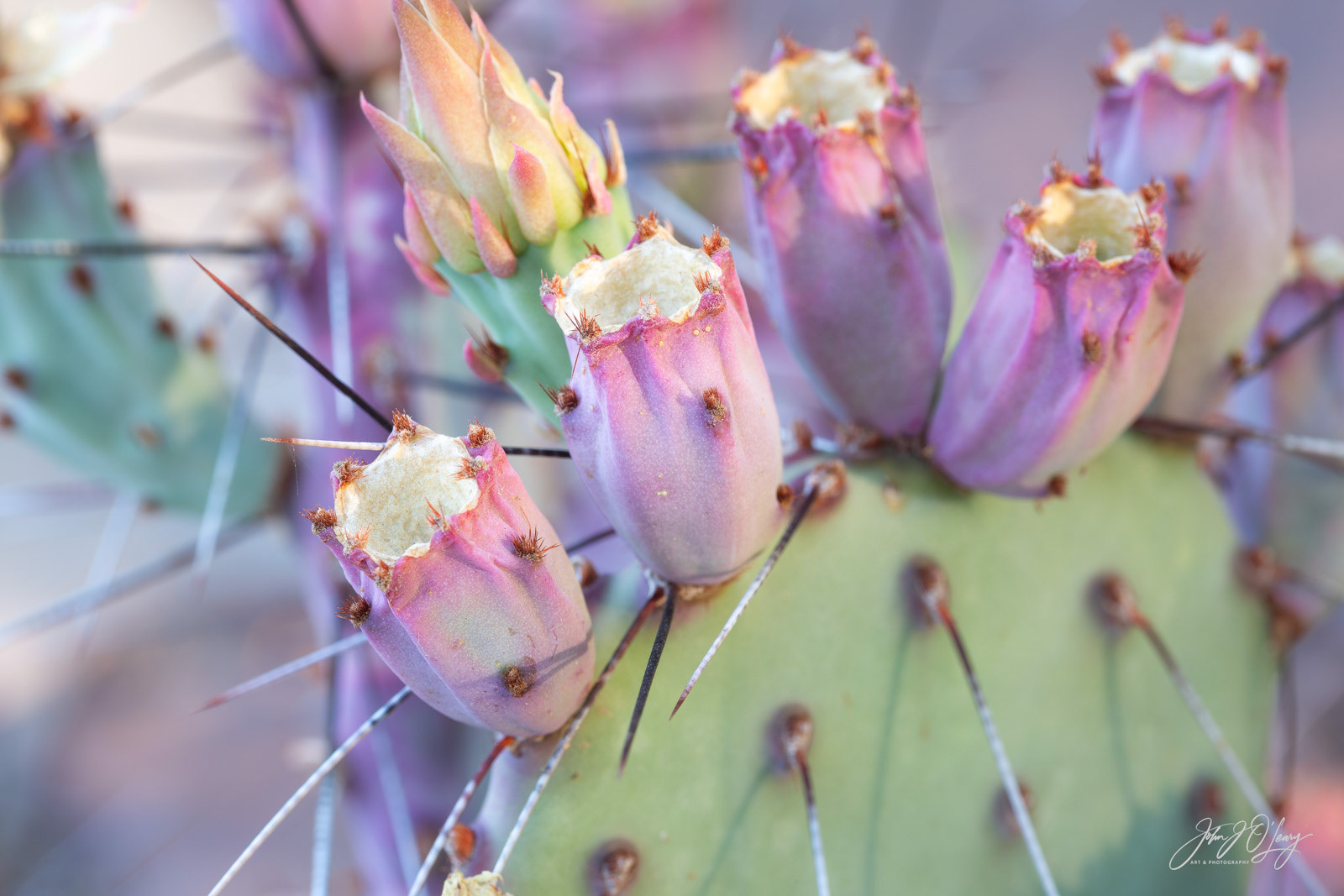 PRICKLY PEAR CACTUS | ARIZONA