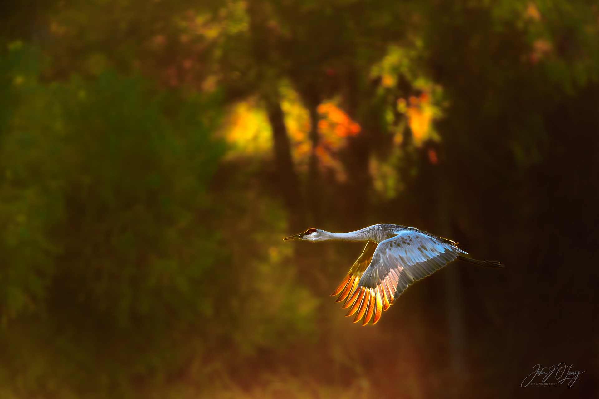 SANDHILL CRANE IN FLIGHT - NEW MEXICO