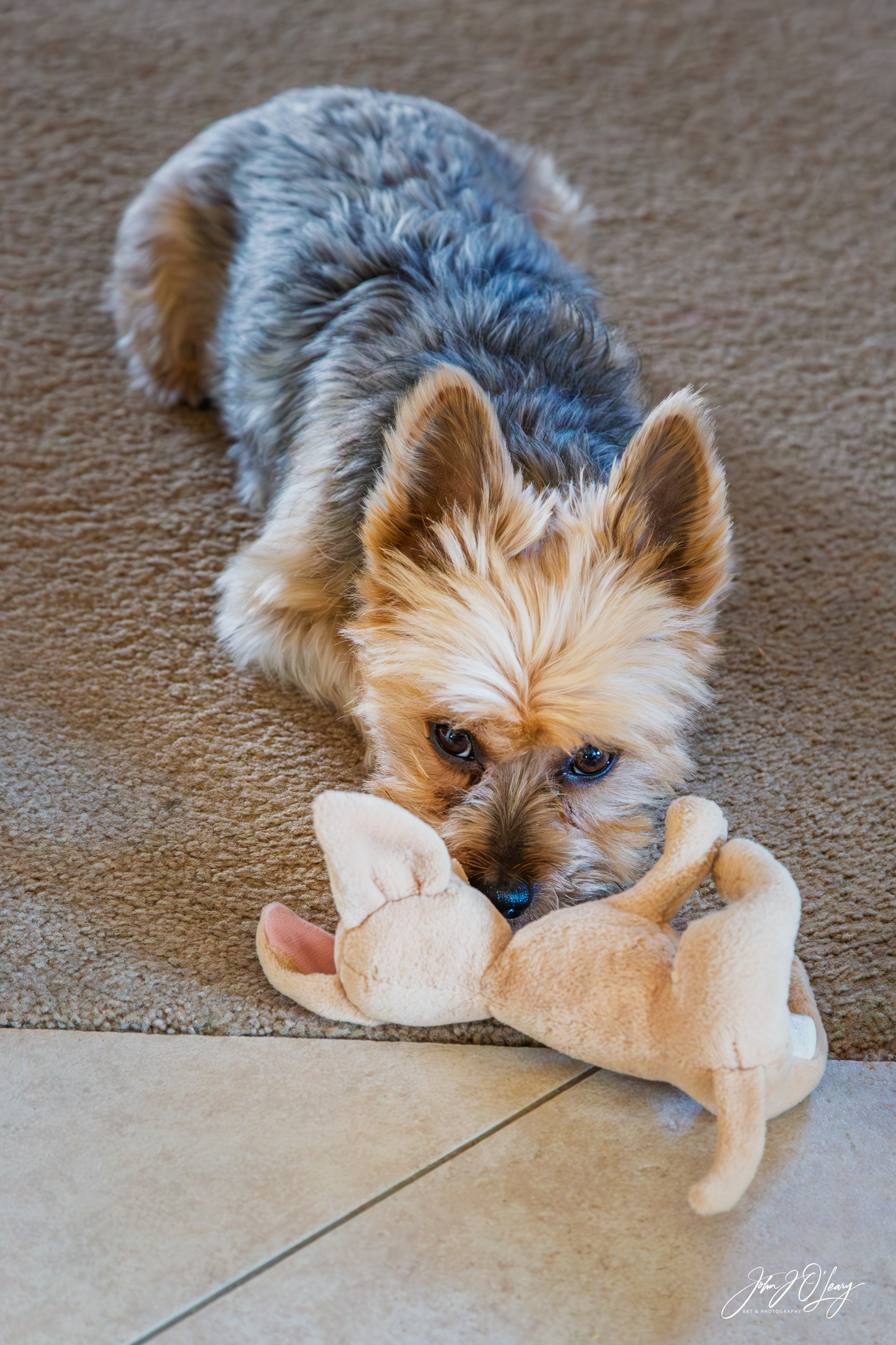 NOBODY TO PLAY WITH - ARIZONA