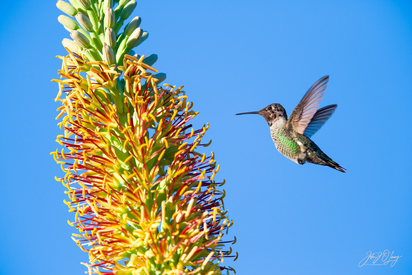 ANNA'S HUMMINGBIRD IN FLIGHT | ARIZONA