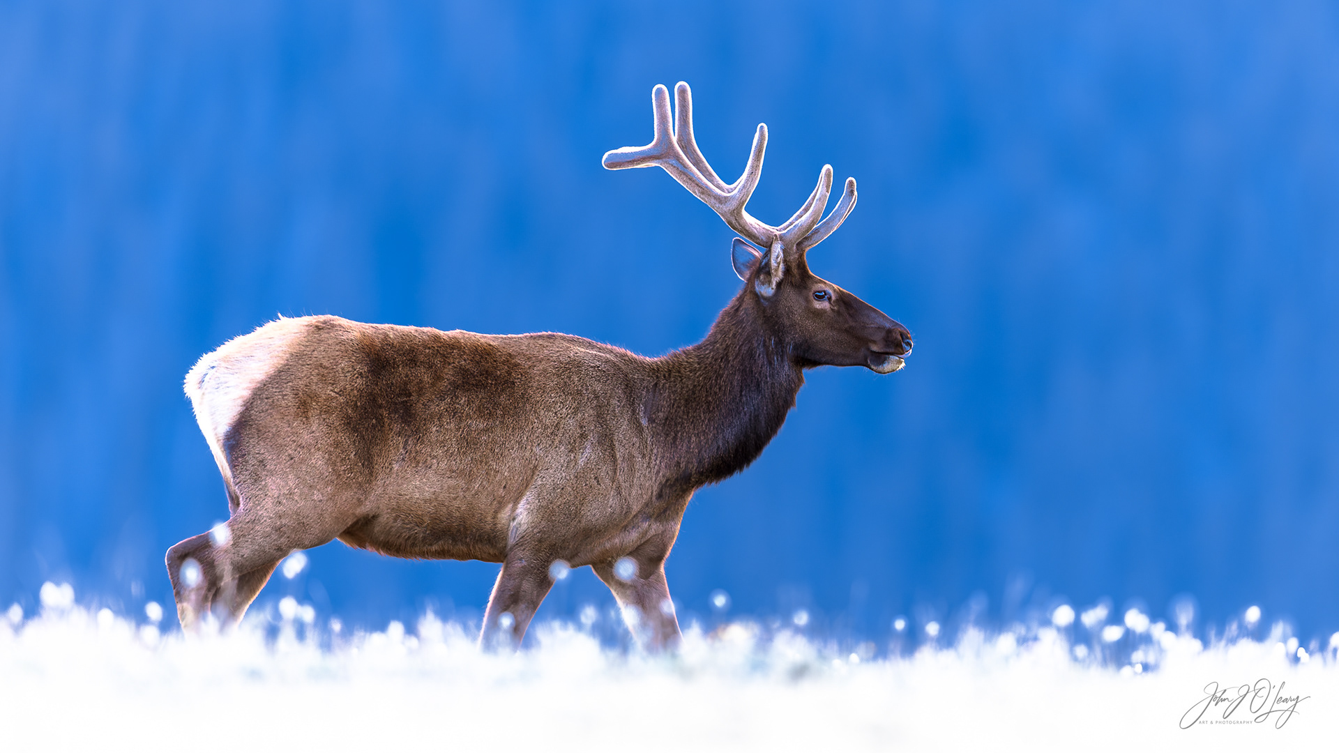 YOUNG BULL ELK - COLORADO