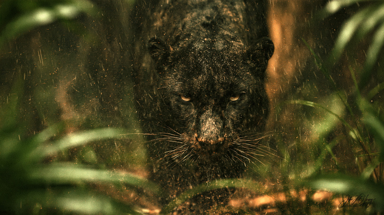 JUNGLE HUNTER