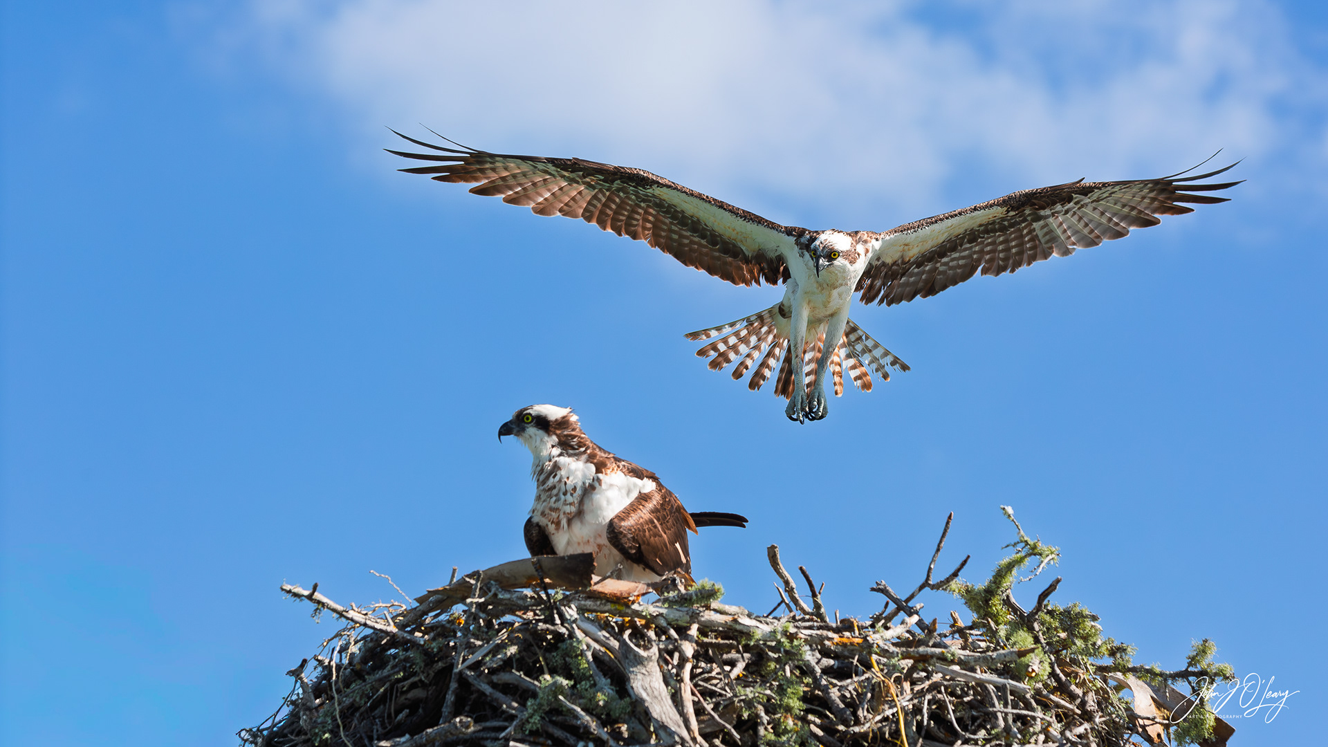 OSPREY PAIR AT NEST - FLORIDA