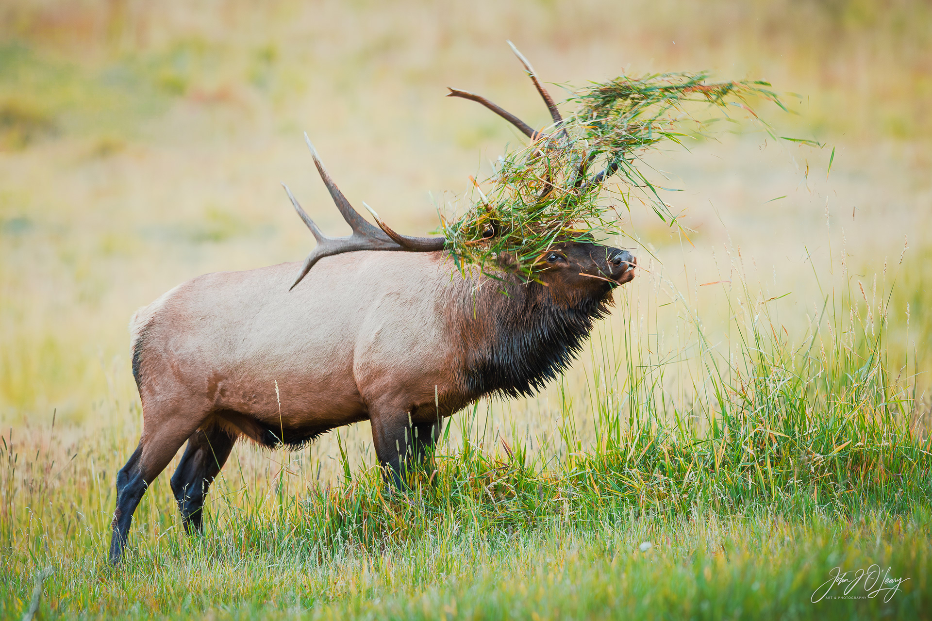 BULL ELK IN RUT - COLORADO