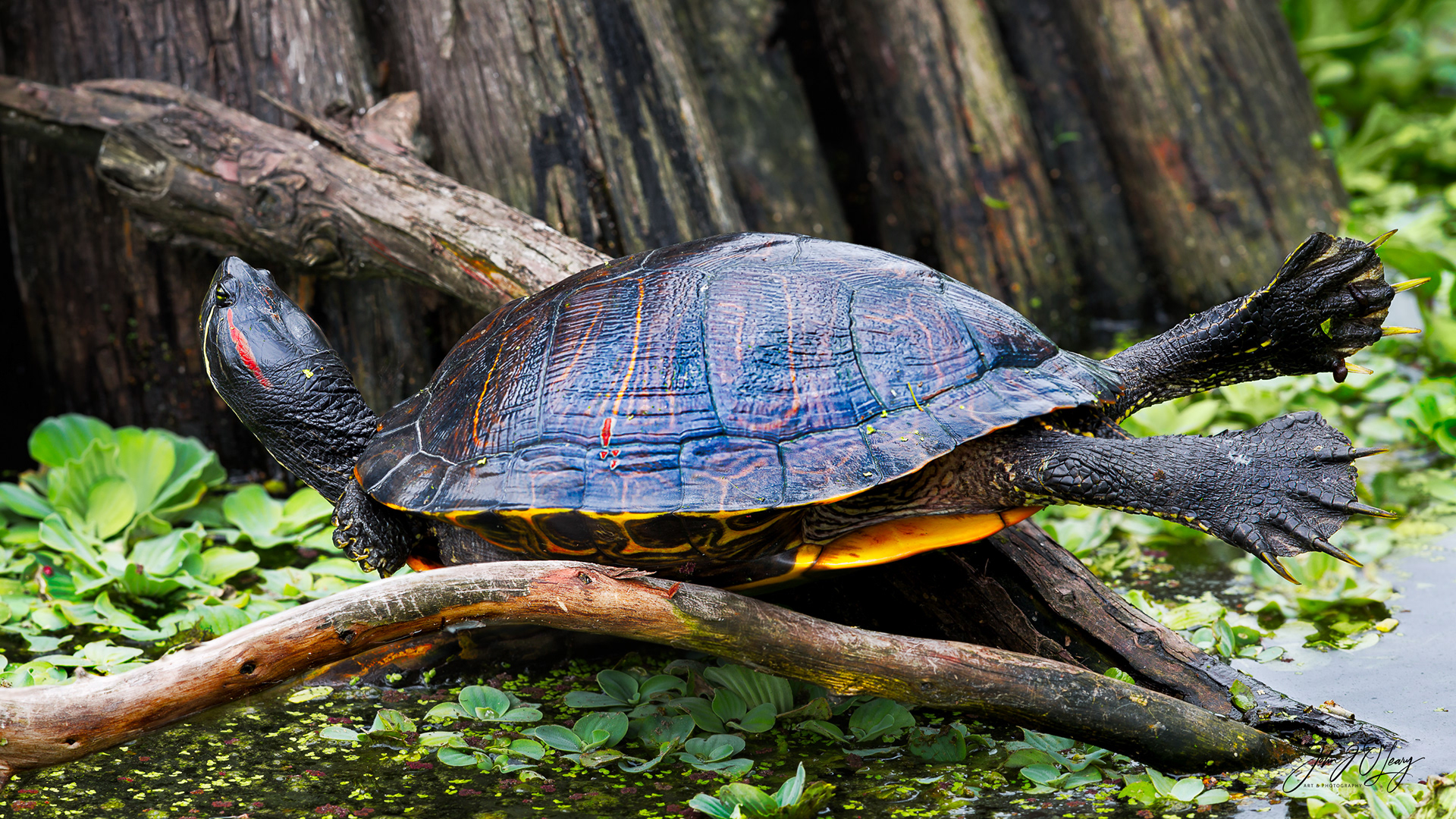 PAINTED TURTLE - TEXAS