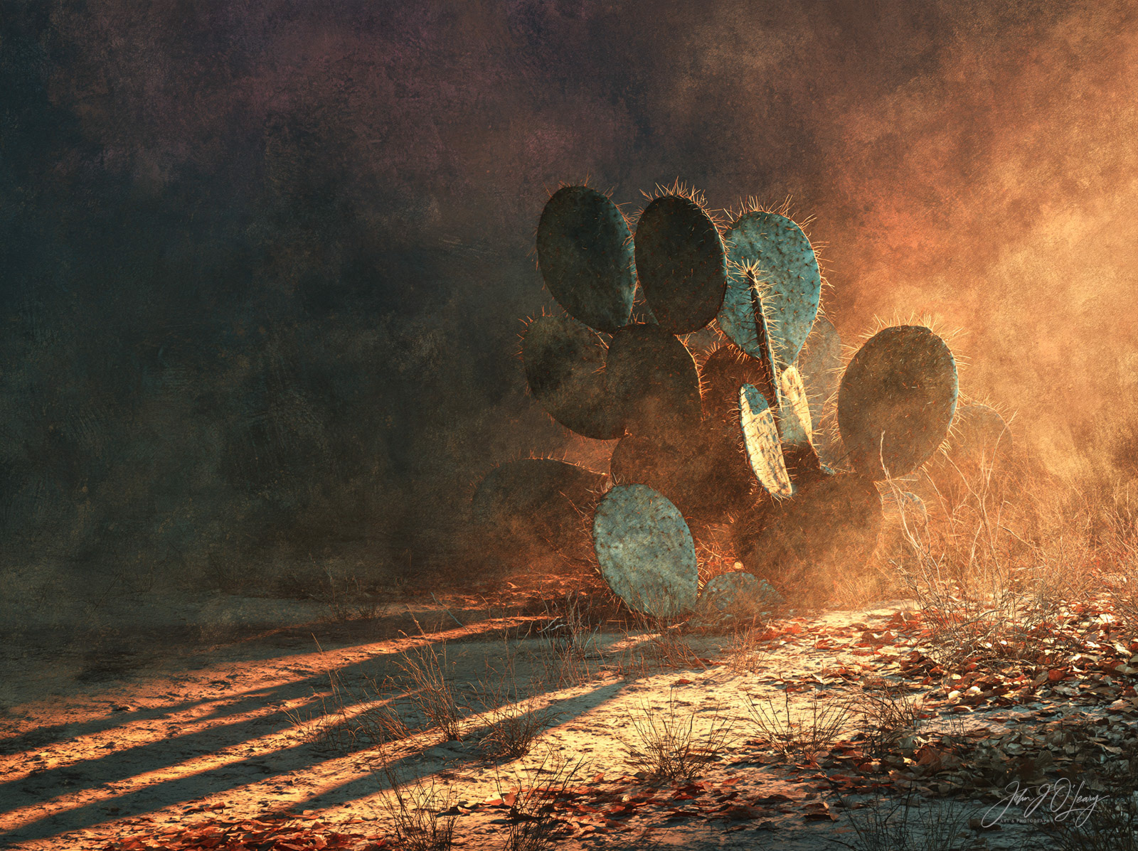 CACTUS SHADOWS
