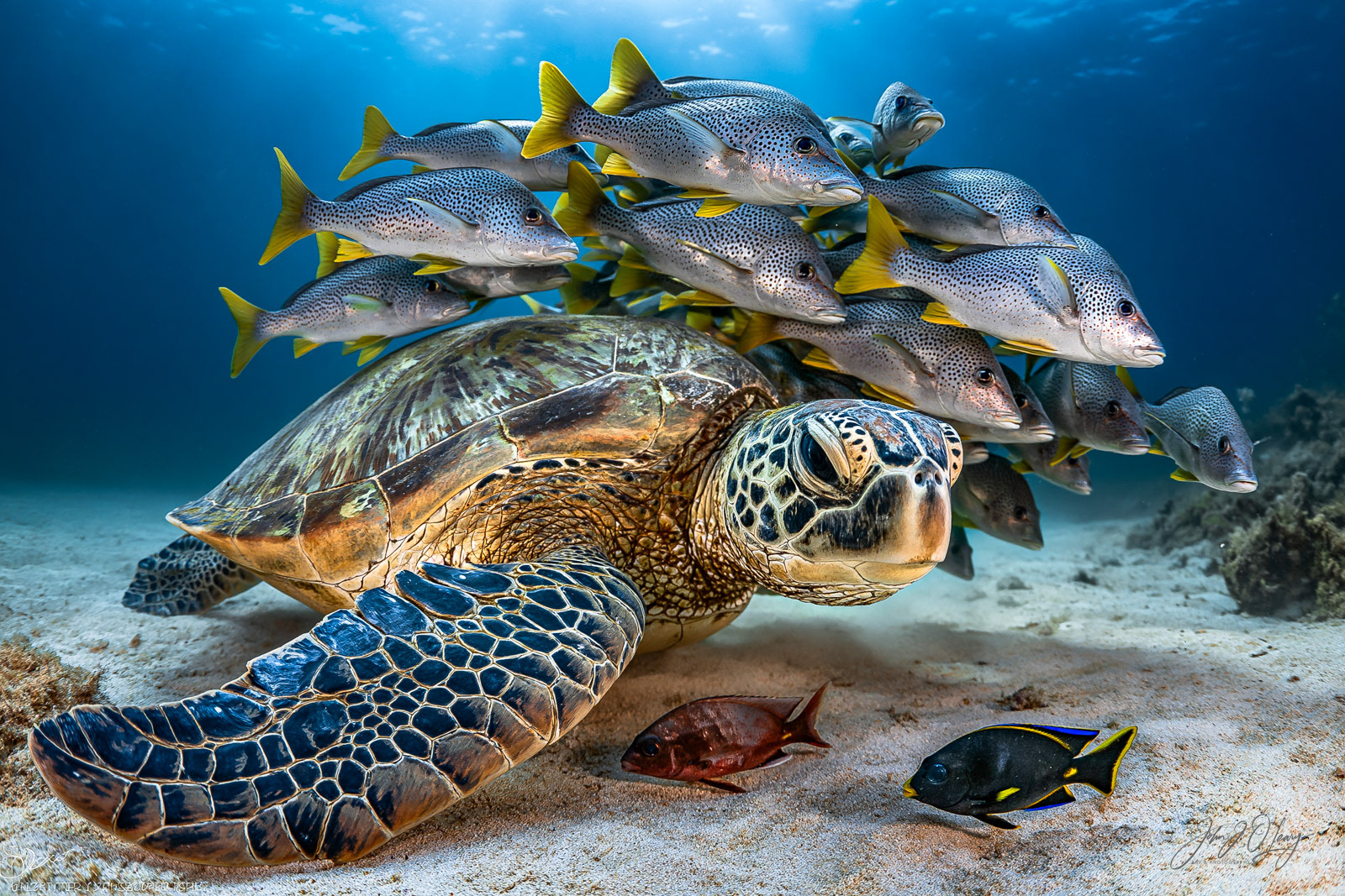 SEA TURTLE WITH FRIENDS