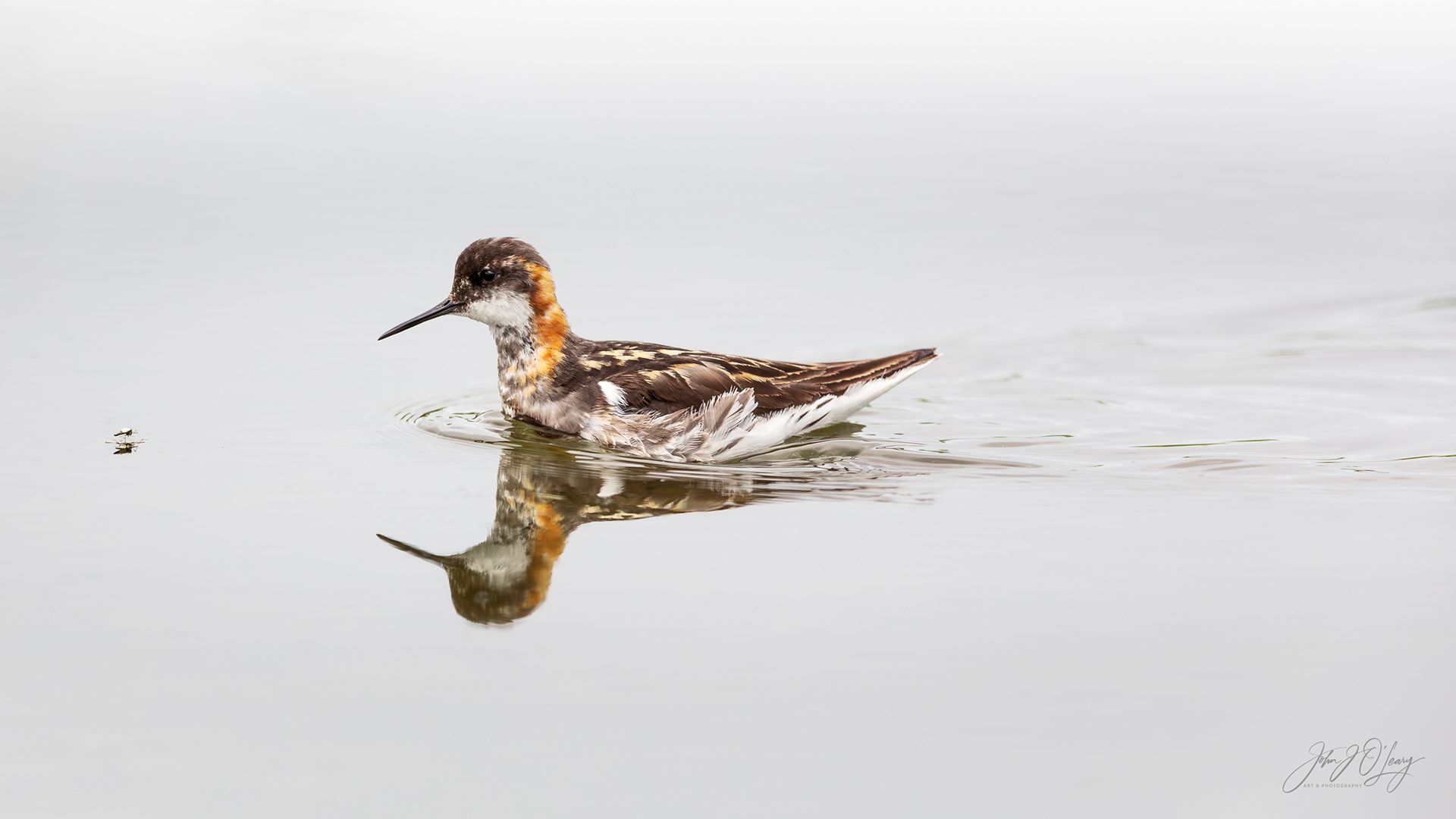 RED-NECKED PHALAROPE AND MOSQUITO - ALASKA