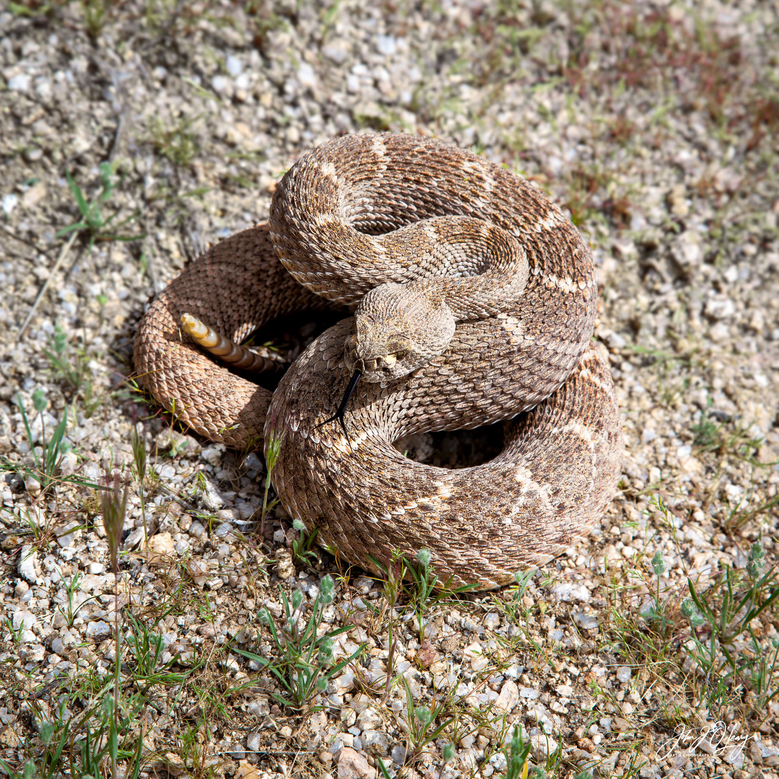 COILED RATTLESNAKE | ARIZONA