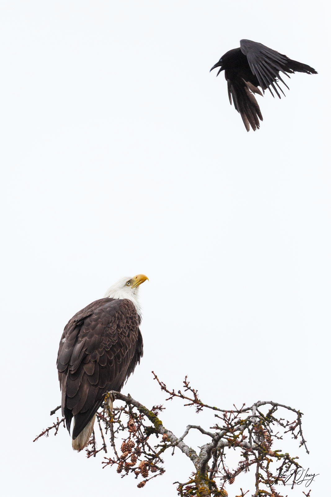 EAGLE AND RAVEN - 01 | ALASKA