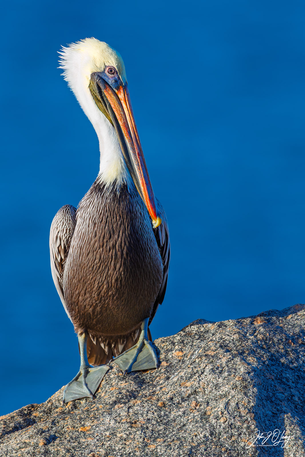 PELICAN POSING | FLORIDA