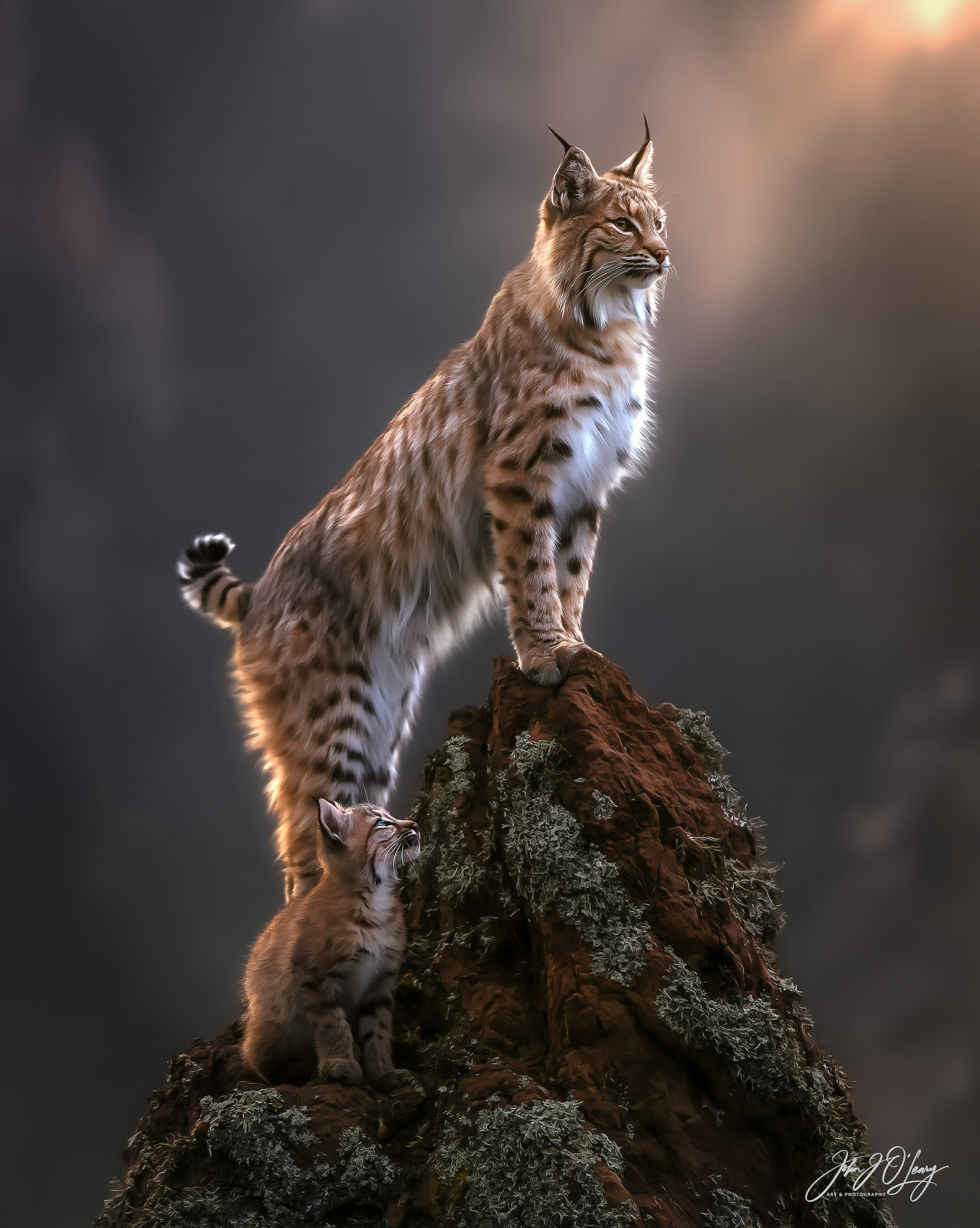 BOBCAT AND KITTEN ON ROCK PINNACLE