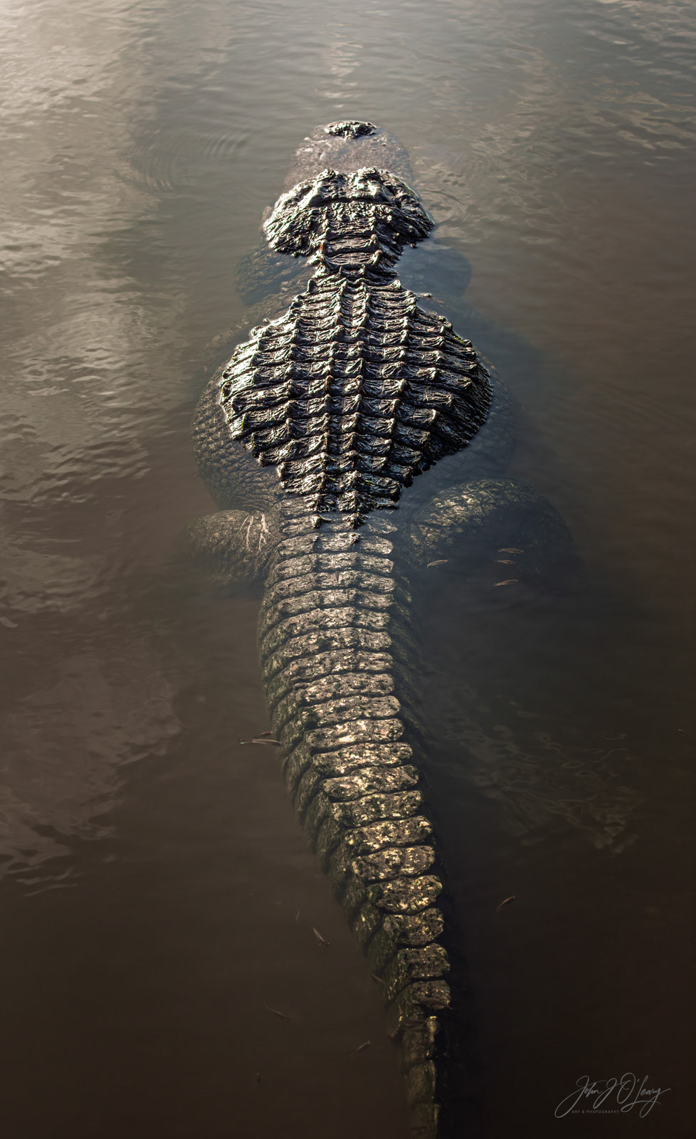 ALLIGATOR AND SMALL FISH | FLORIDA