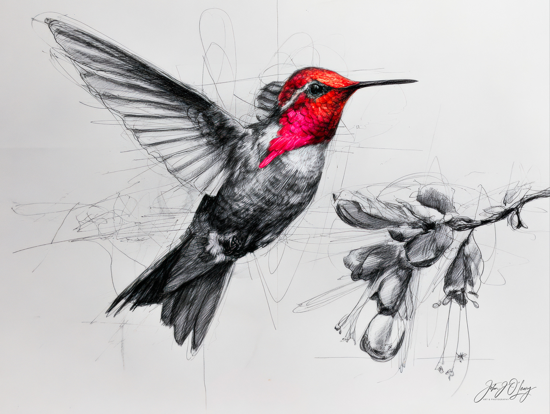 DRAWING OF A HUMMINGBIRD IN FLIGHT