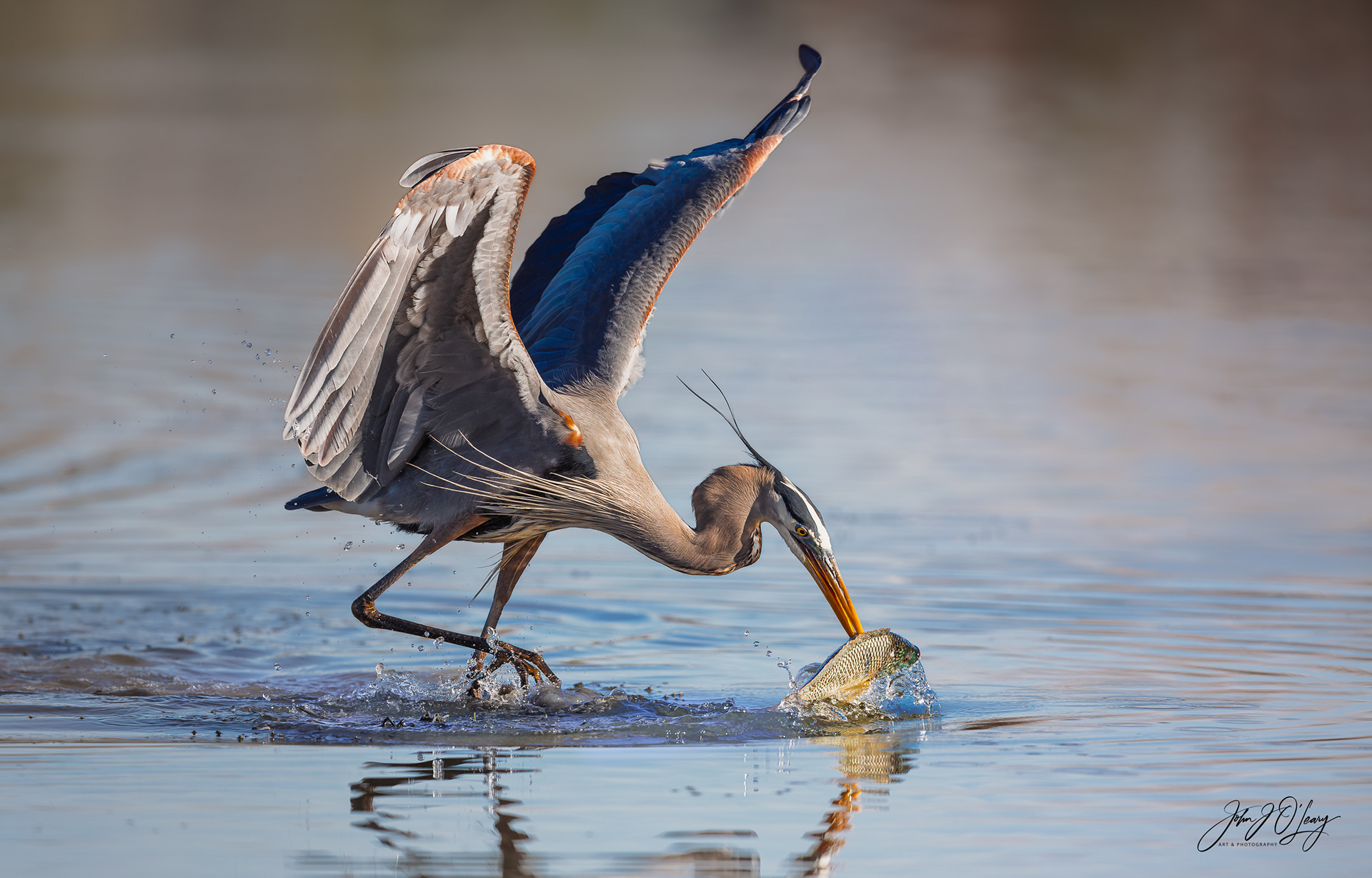 HERON CATCHING TILAPIA - ARIZONA