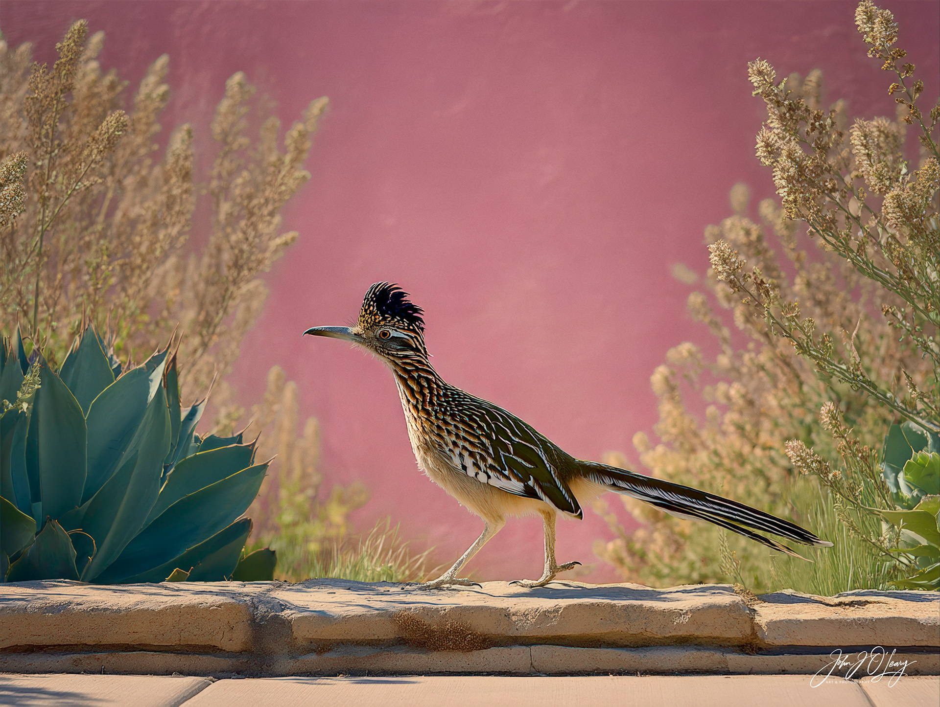 ROADRUNNER AND PINK WALL