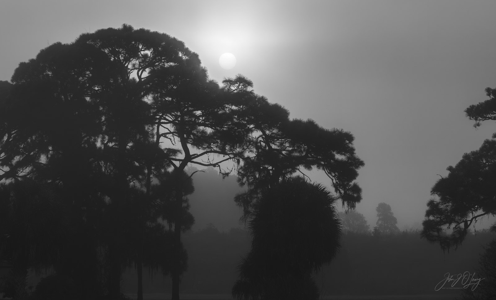 SUN THROUGH THICK MORNING FOG | FLORIDA