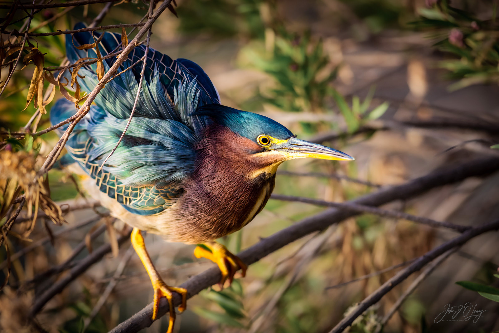 GREEN HERON ABOVE A POND | ARIZONA