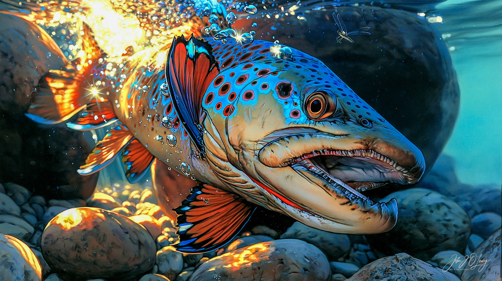 BROWN TROUT IN CLEAR STREAM - CLOSE-UP