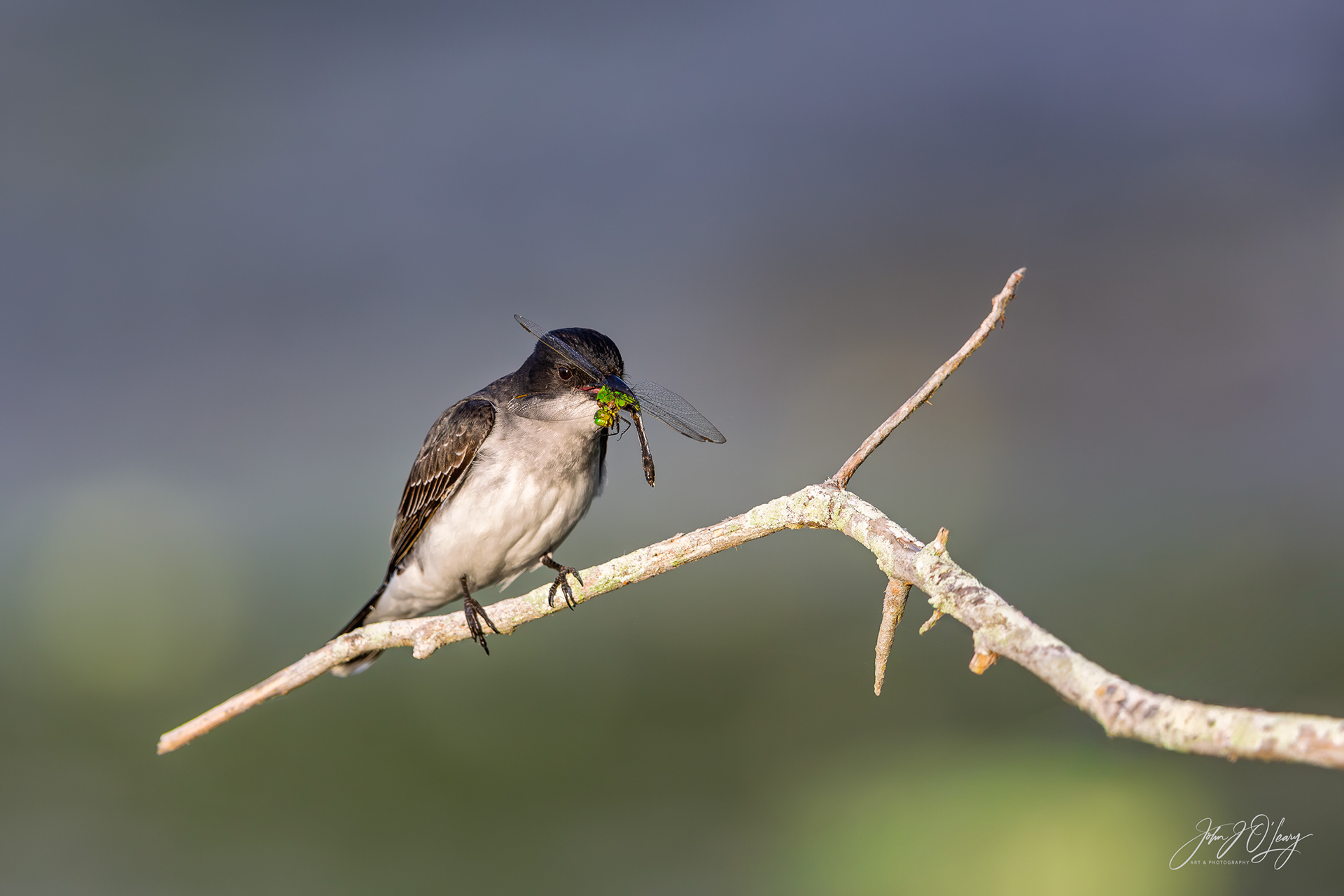 SCISSOR-TAILED FLYCATCHER & DRAGONFLY - TEXAS