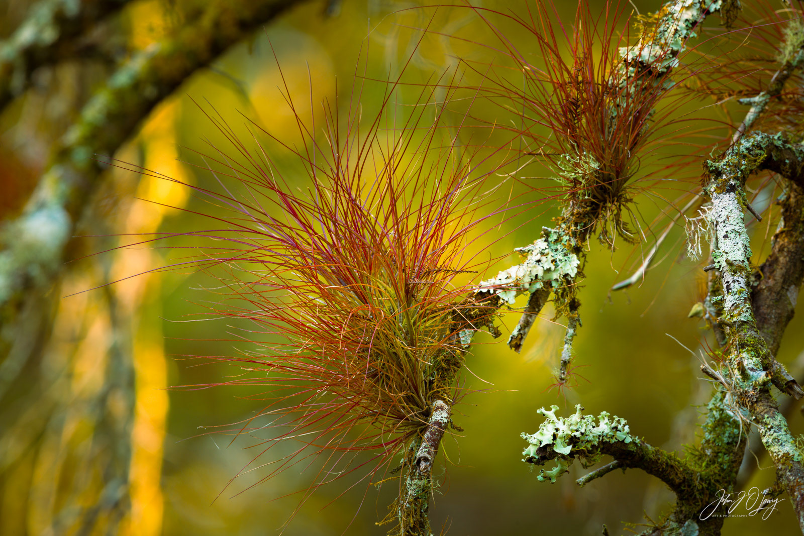 AIRPLANTS AND LICHEN | FLORIDA