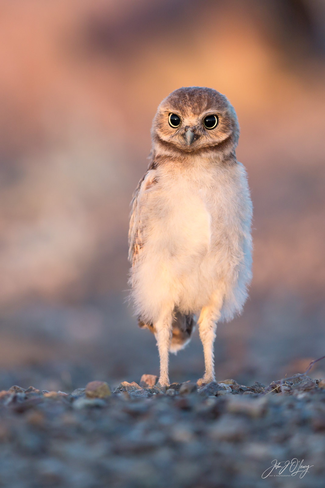 BURROWING OWL CHICK | ARIZONA