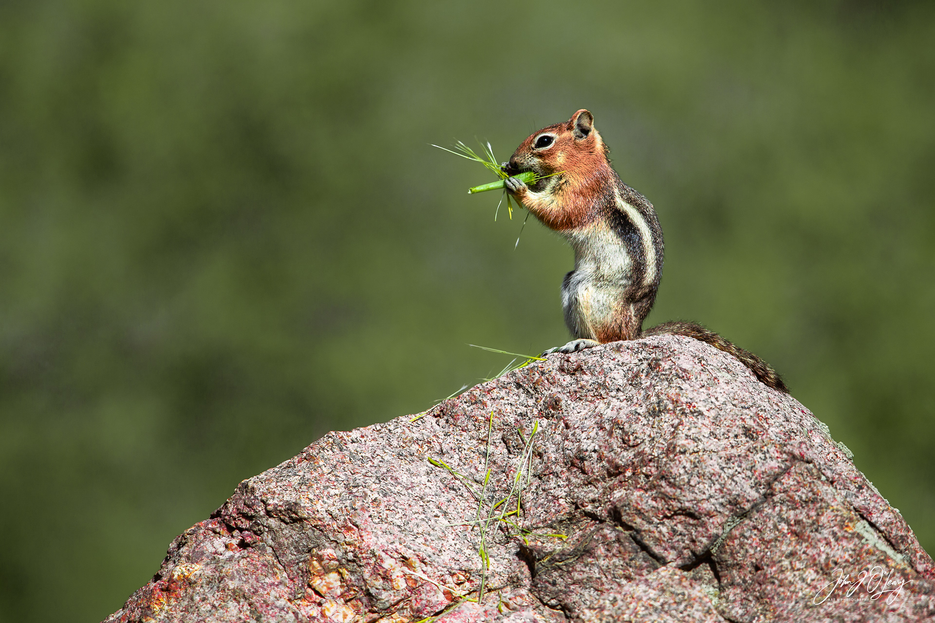 GOLD-MANTLED GROUND SQUIRREL | COLORADO