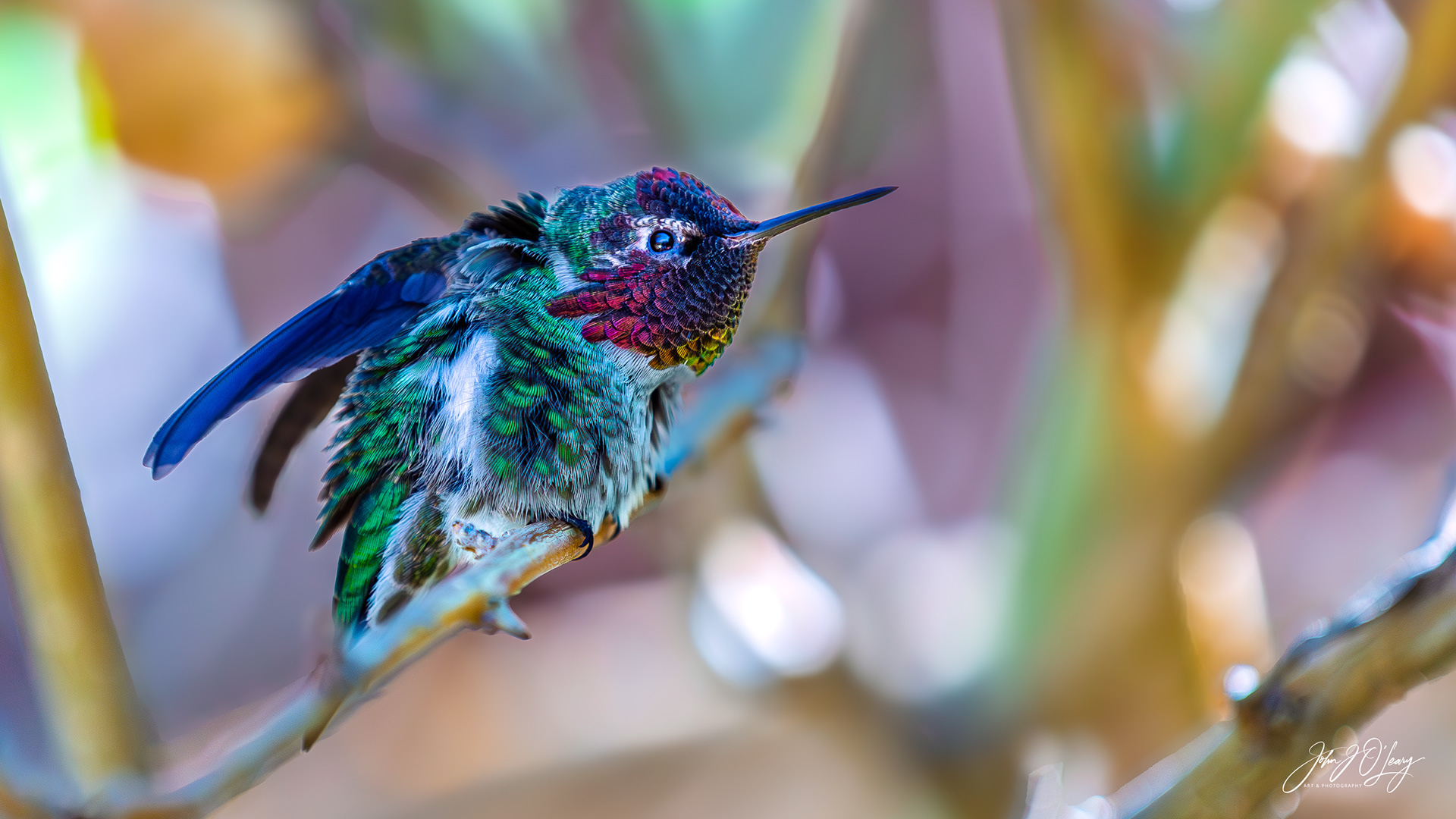 MALE ANNA'S HUMMINGBIRD - ARIZONA