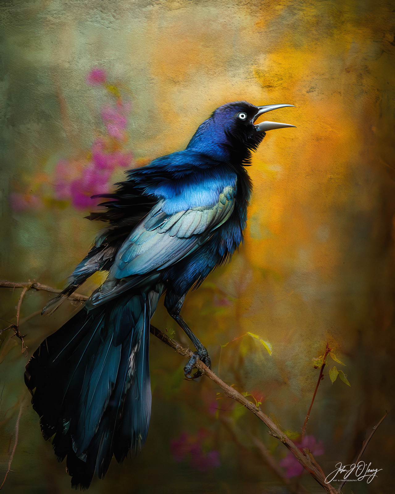 GREAT-TAILED GRACKLE