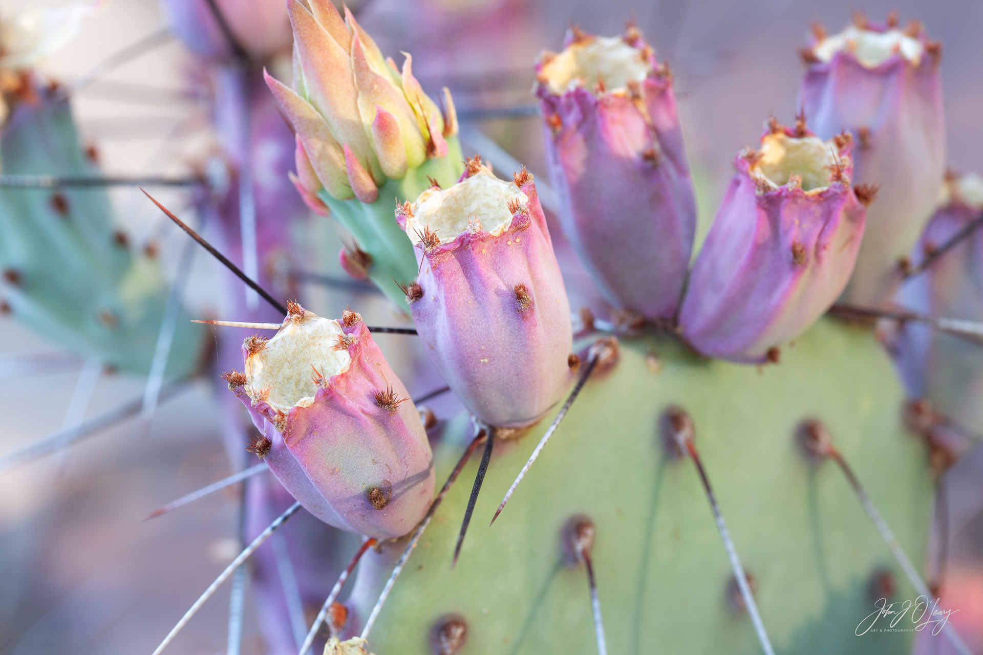 PRICKLY PEAR CACTUS - ARIZONA