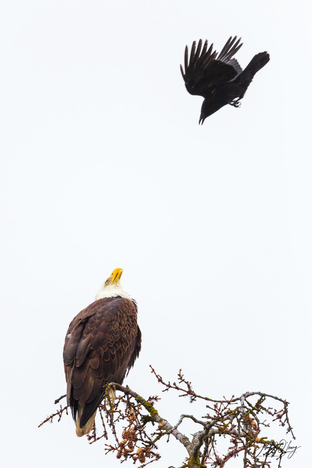 EAGLE AND RAVEN - 02 | ALASKA