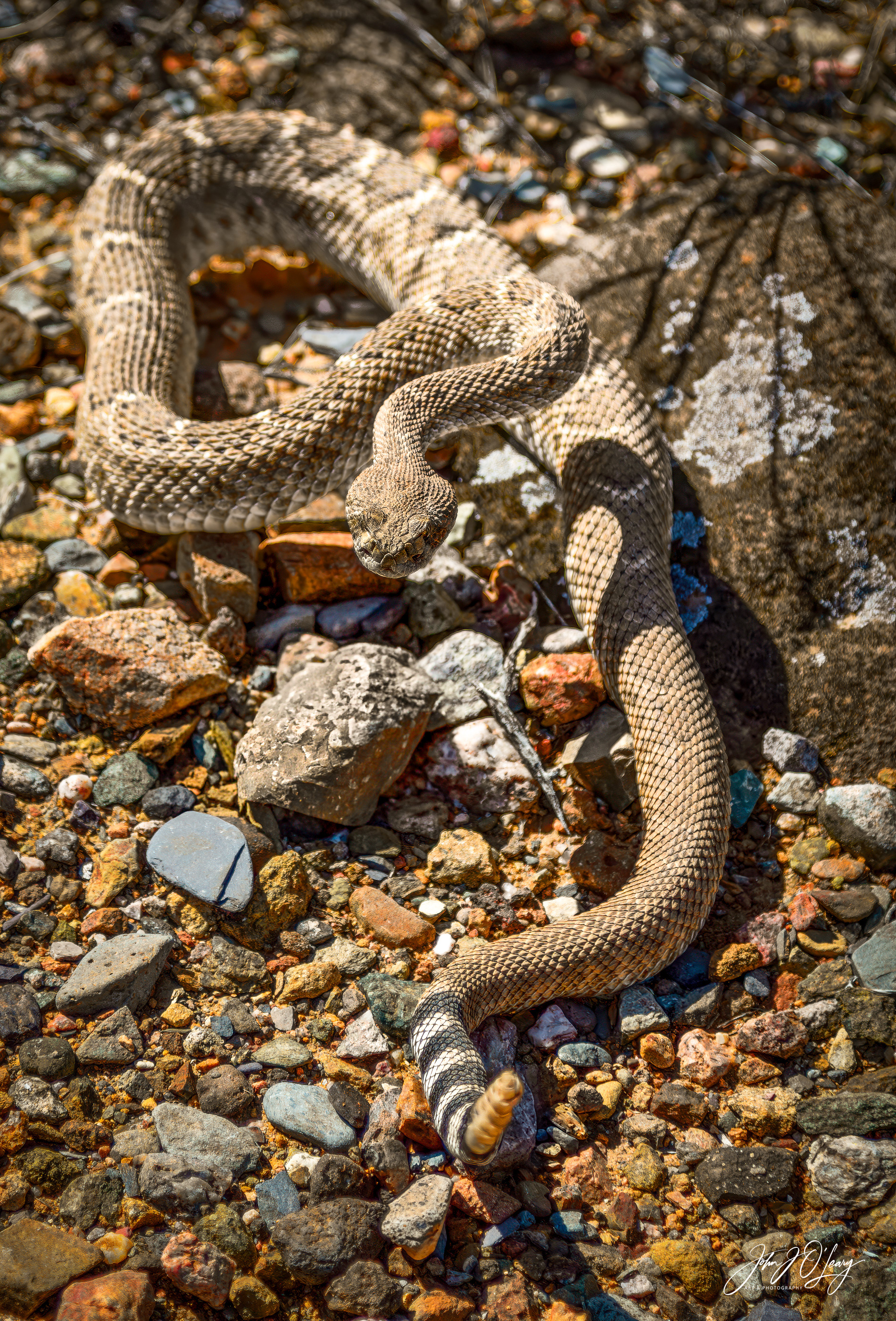 RATTLESNAKE READY TO STRIKE - ARIZONA