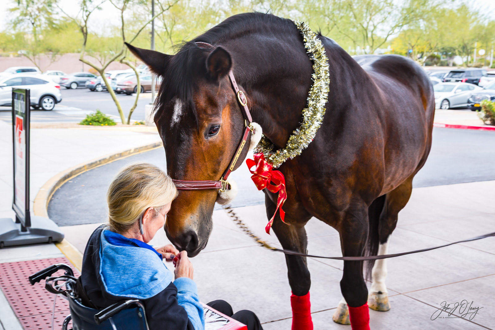 THERAPY HORSE VISIT - ARIZONA
