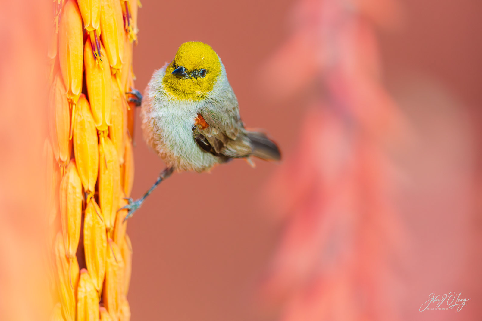 VERDIN | ARIZONA