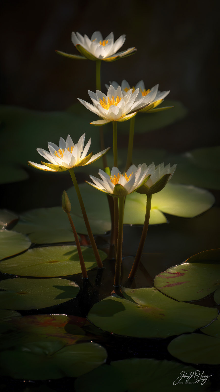 LILY PADS IN MOONLIGHT