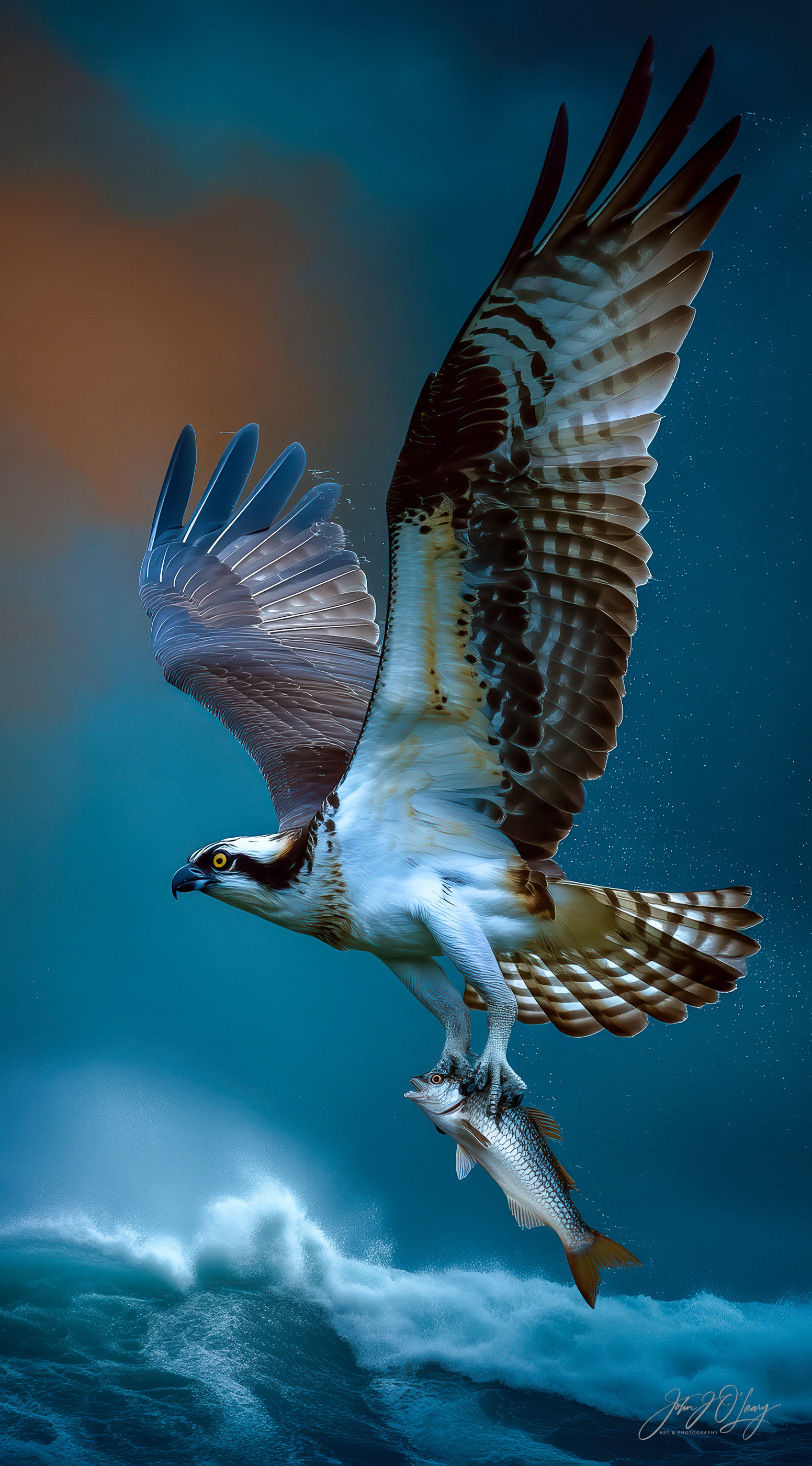 OSPREY WITH FISH CAUGHT IN OCEAN
