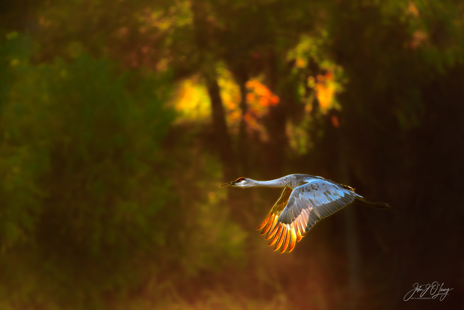 SANDHILL CRANE IN FLIGHT | NEW MEXICO