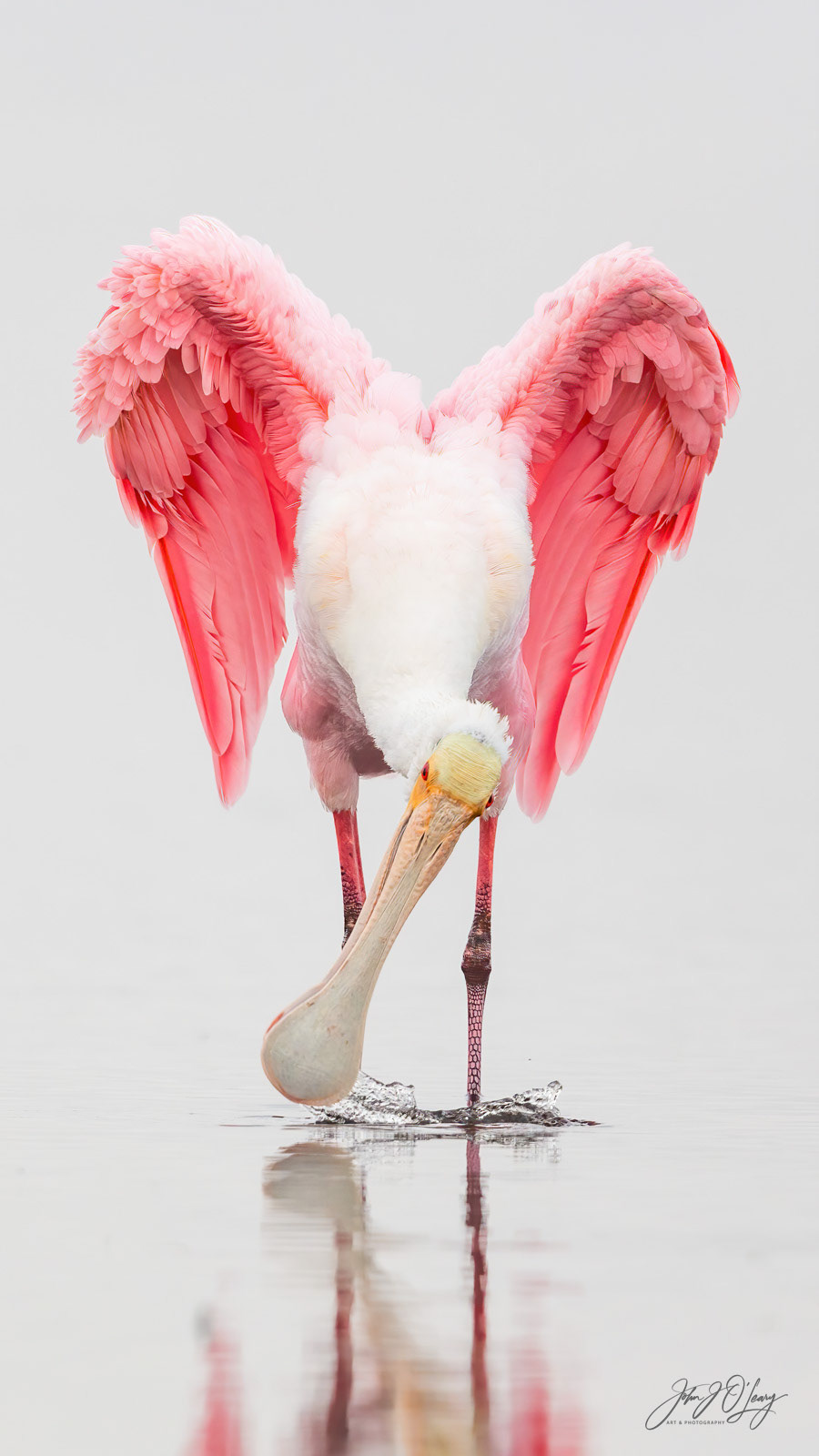 ROSEATE SPOONBILL | FLORIDA