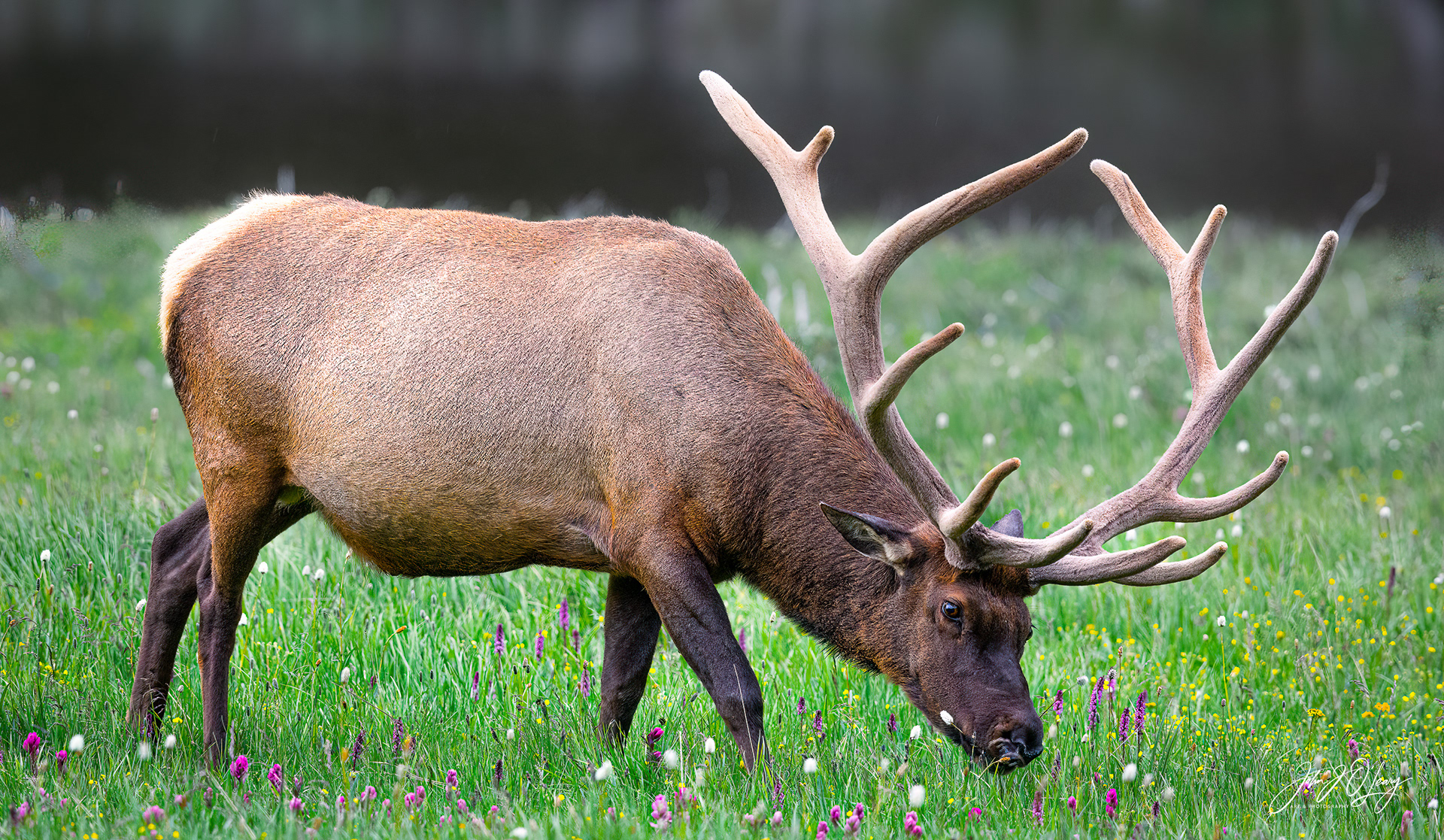 BULL ELK IN WILDFLOWER MEADOW - COLORADO