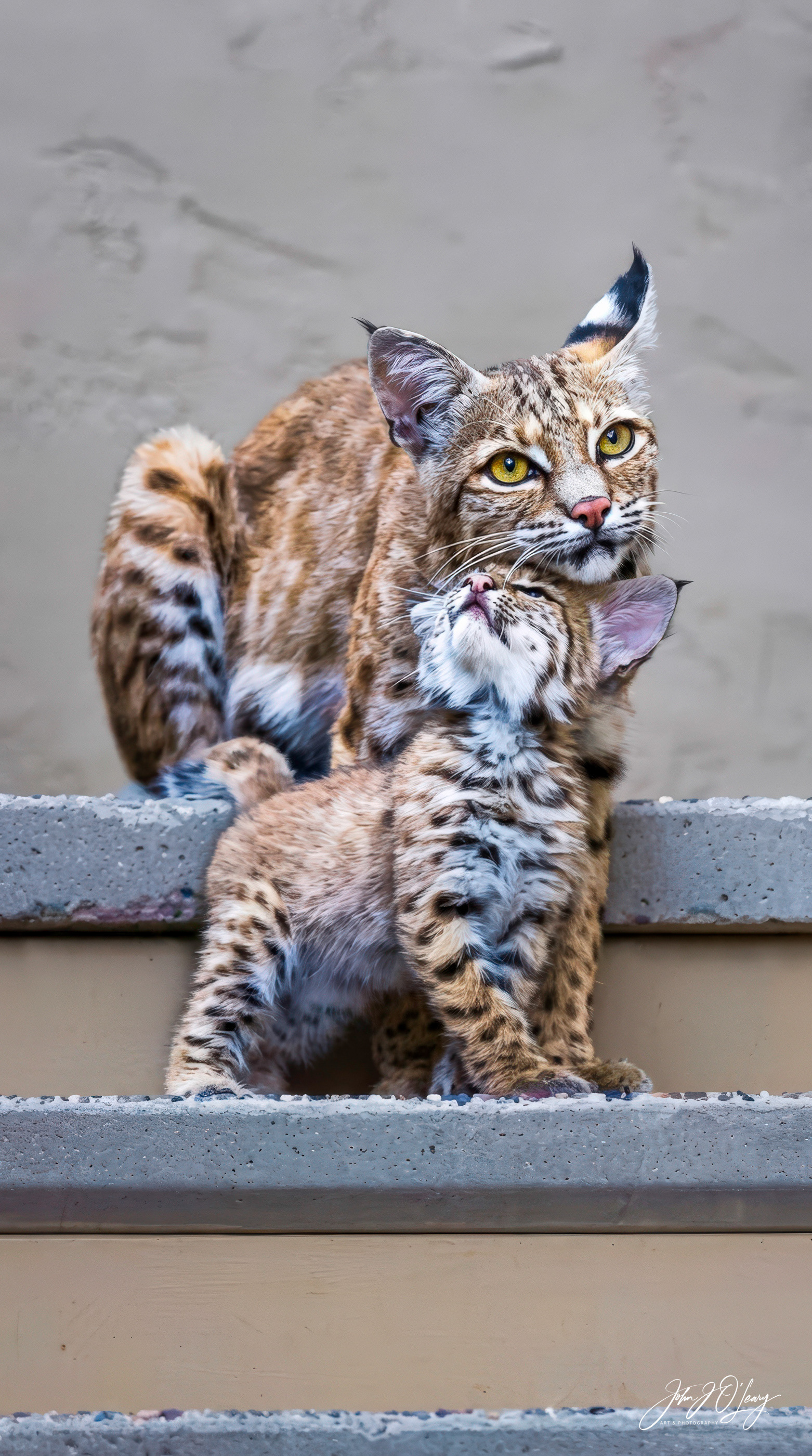 BOBCAT KITTEN LOVING MOM | ARIZONA