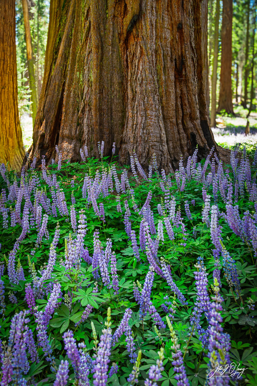 LUPINE AND SEQUOIA - CALIFORNIA