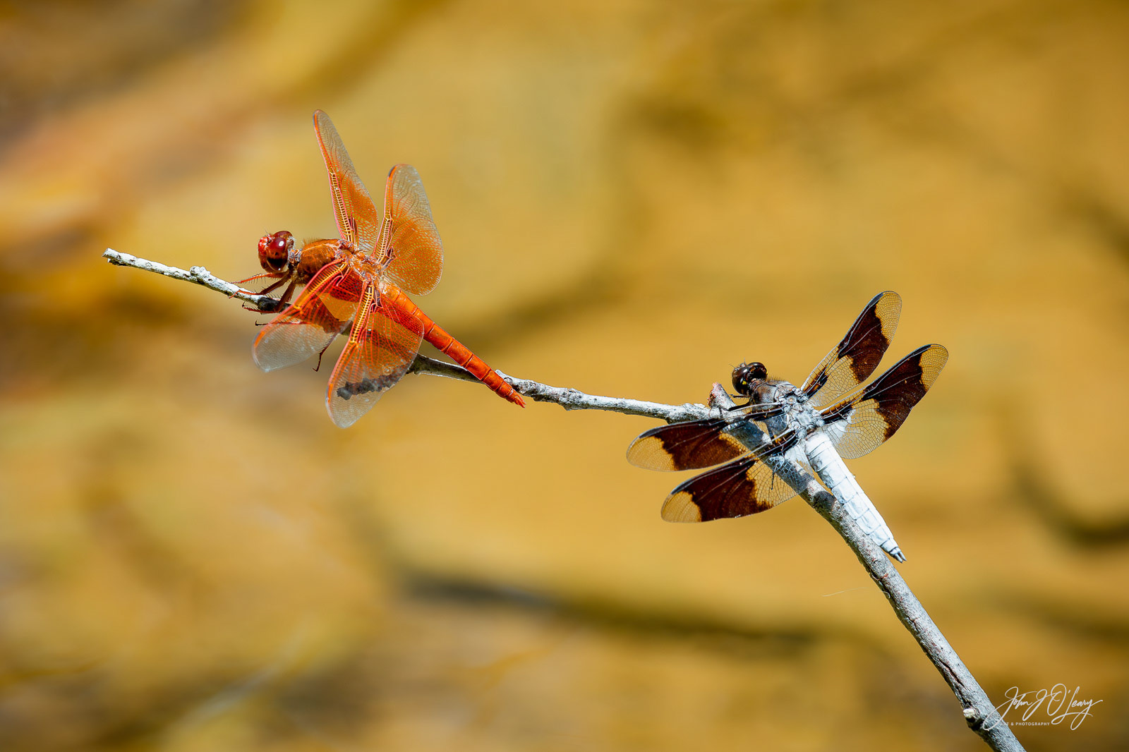 DRAGONFLIES AT OAK CREEK CANYON - ARIZONA