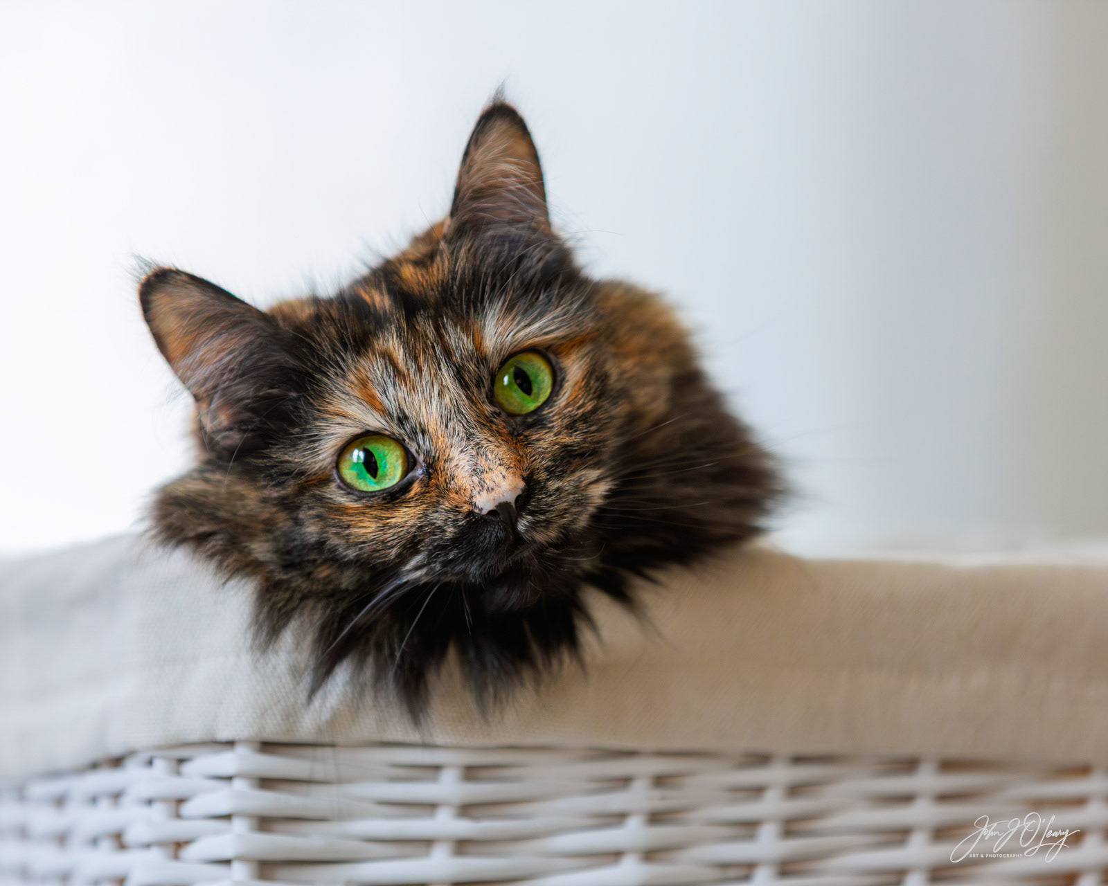CAT IN A BASKET