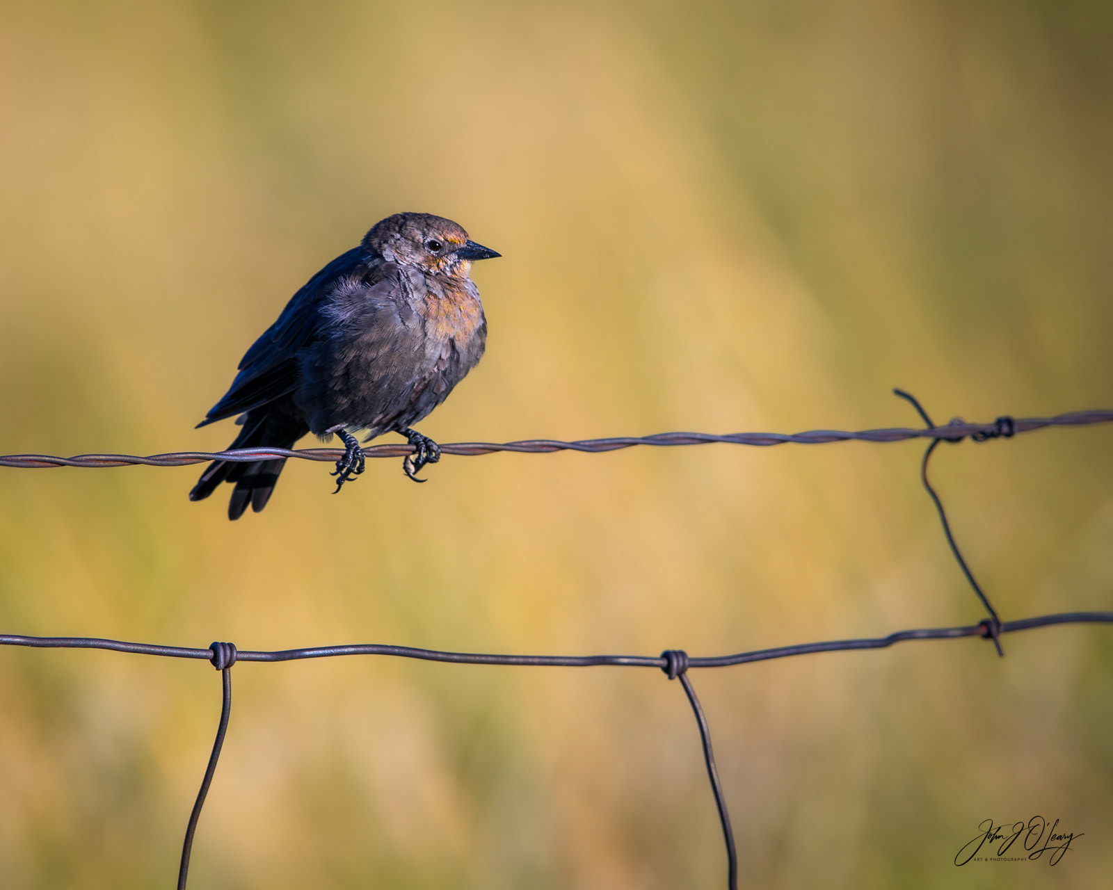 BREWSTER'S BLACKBIRD | COLORADO